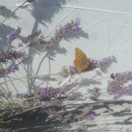 Hotel Sunny Border (adults Only) Vama Veche